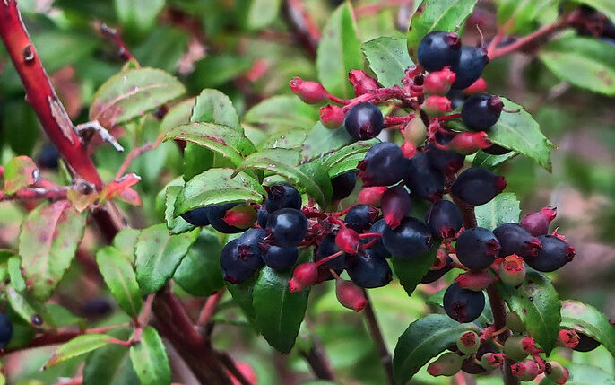 California Huckleberry (Vaccinium ovatum)