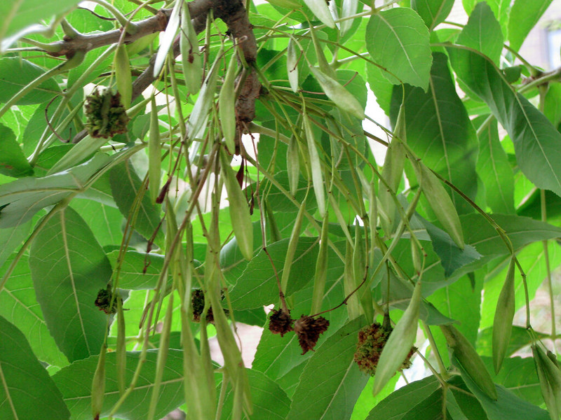 White Ash (Fraxinus americana)