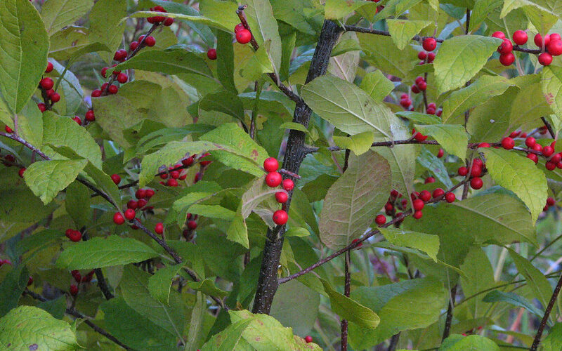 Common Winterberry (Ilex verticillata)