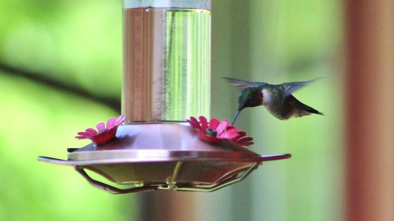 humming bird feeding on birdfeeder