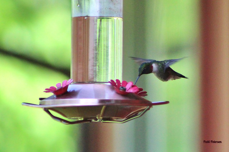 humming bird feeding on birdfeeder