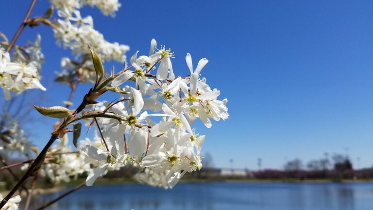 Allegheny Serviceberry (Amelanchier laevis)