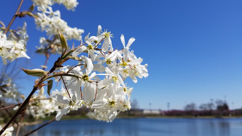 Allegheny Serviceberry (Amelanchier laevis)