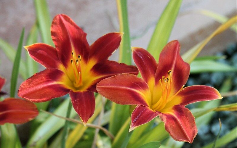 Daylilies (Hemerocallis spp.)