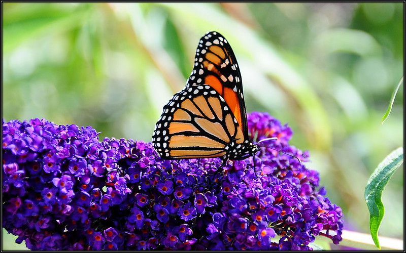 Buddleia/ Butterfly Bush (Buddleia davidii)
