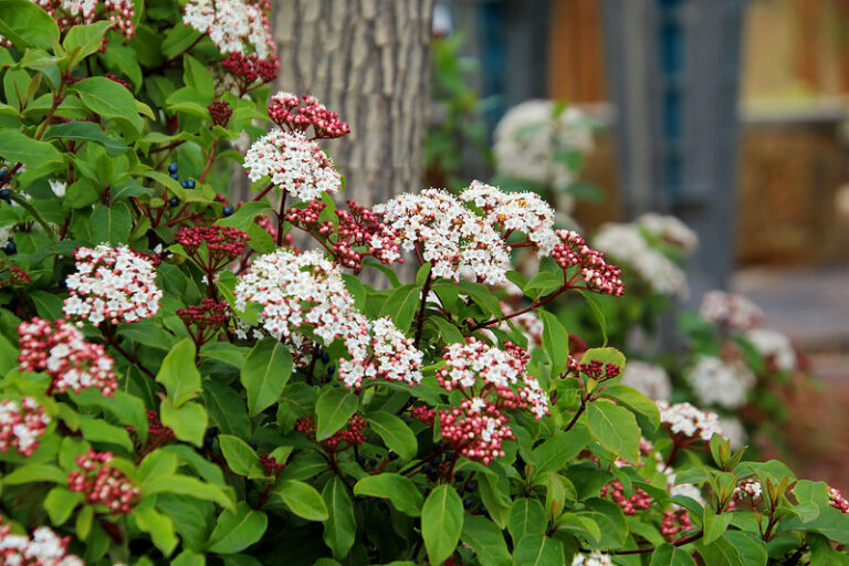 Laurustinus (Viburnum tinus)