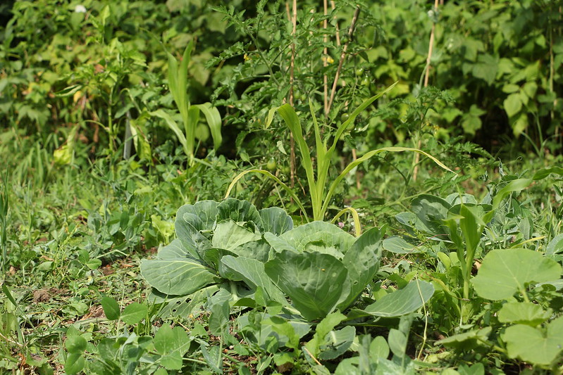 Cabbage in permaculture garden