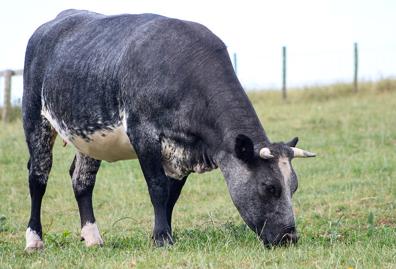 cow grazing on grass