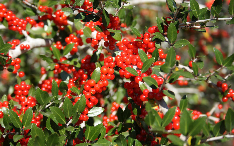 Yaupon (Ilex vomitoria)