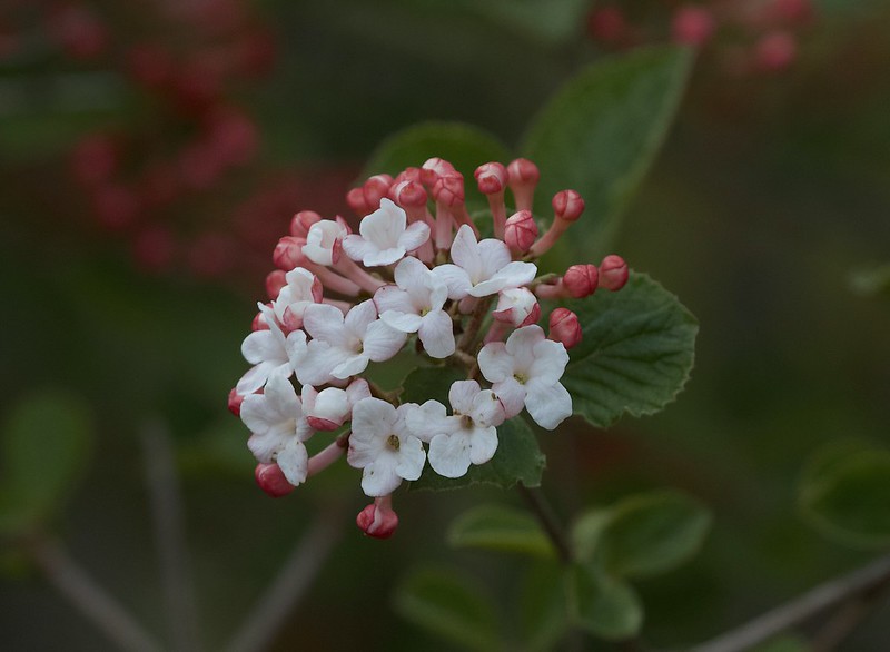 Korean Spice Viburnum (Viburnum carlesii)
