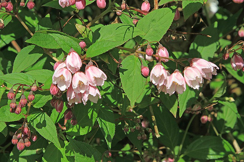 Weigela/ Pink Poppet (Weigela florida)