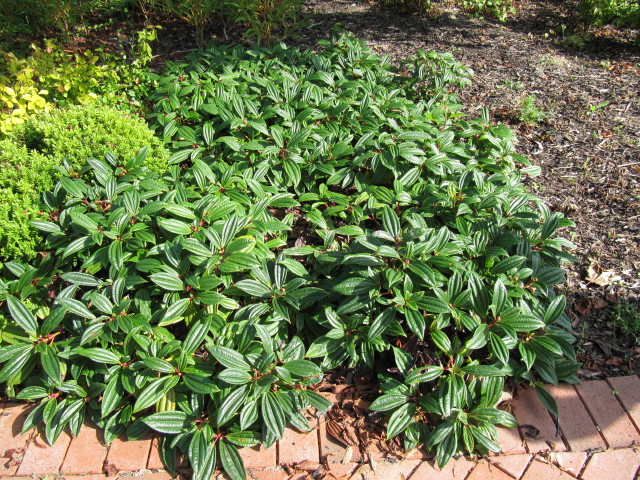 David Viburnums (Viburnum davidii)