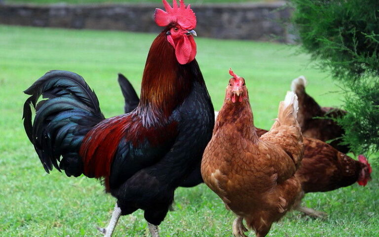 chicken feeding on grass
