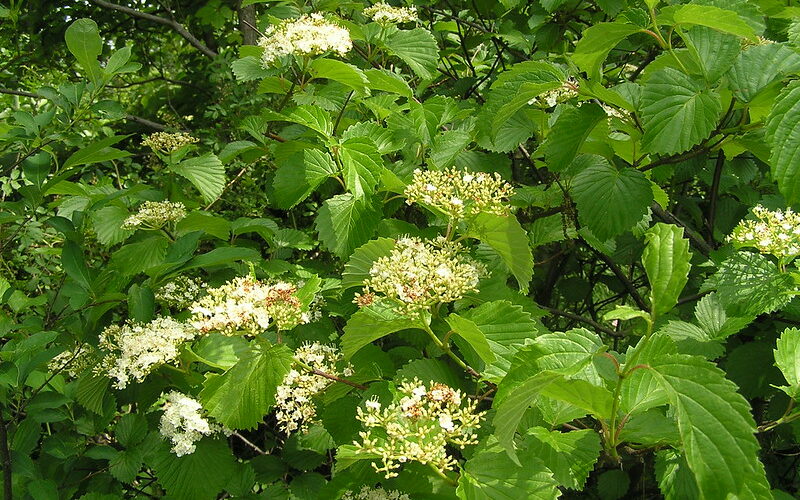 Arrowwood Viburnum (Viburnum dentatum)