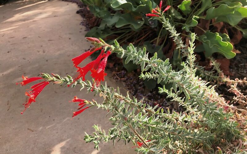 California Fuchsia (Epilobium canum)