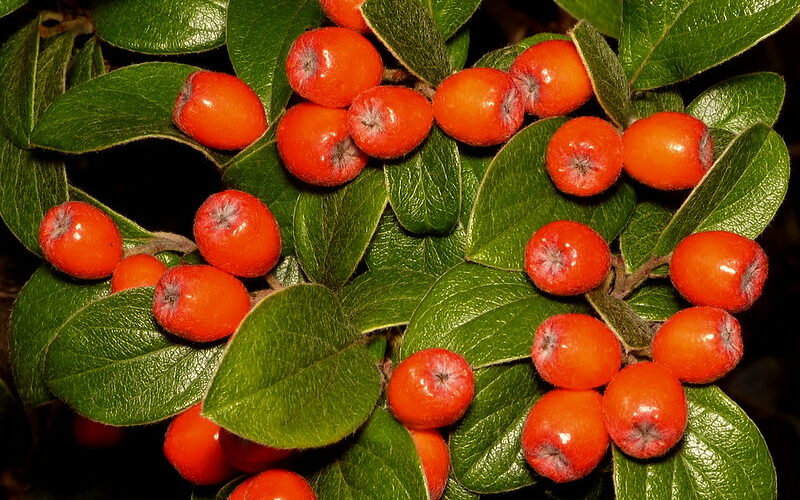 Cotoneaster (Cotoneaster spp.)
