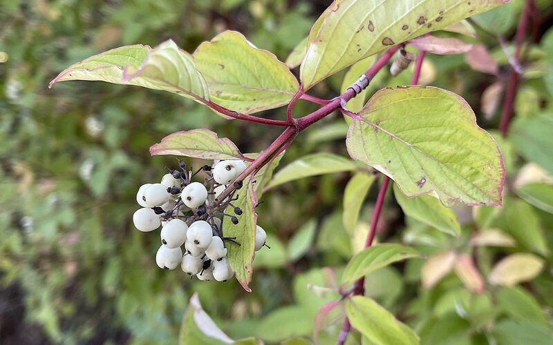 Red Osier Dogwood (Cornus sericea)