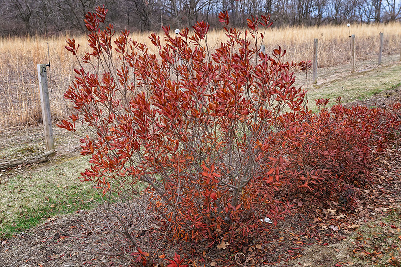 Northern Bayberry (Myrica pensylvanica)