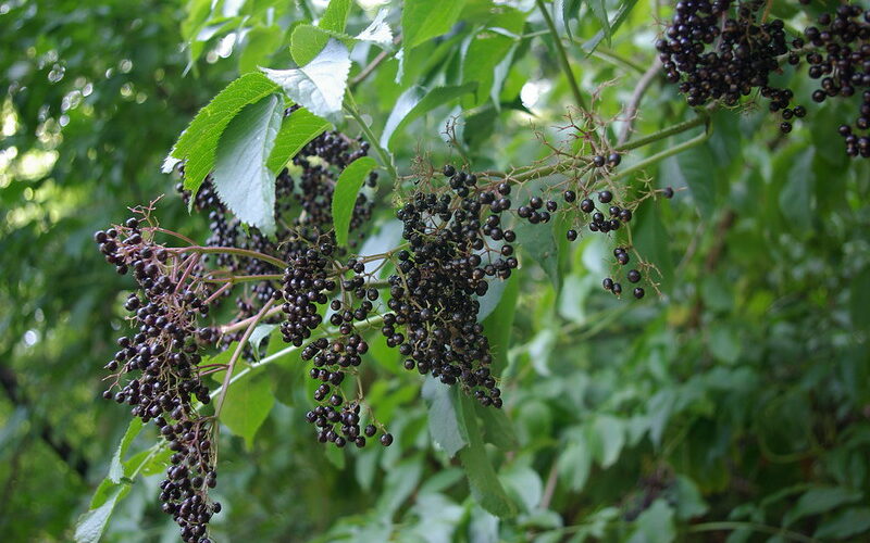 Black Elderberry (Sambucus nigra)