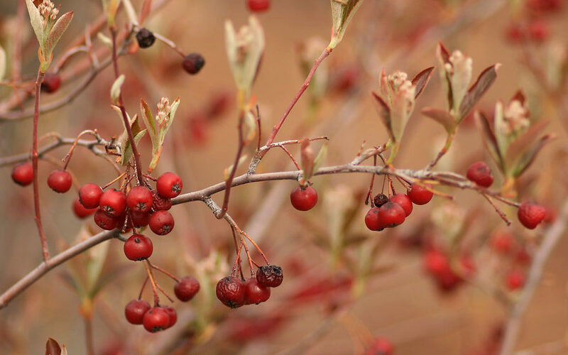 Red Chokeberry (Aronia arbutifolia)