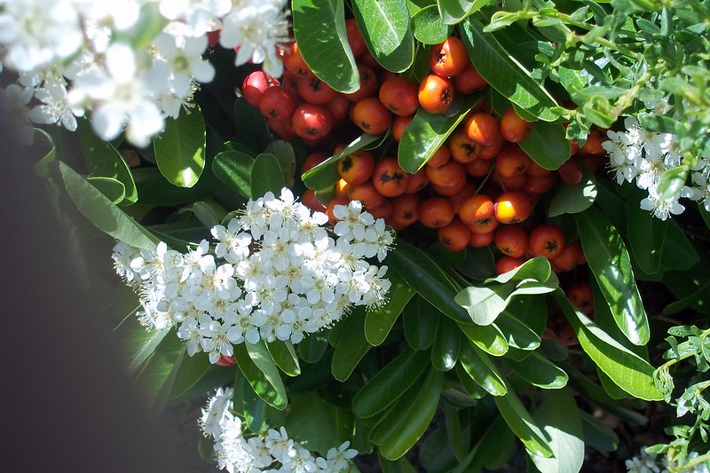 Scarlet firethorn (Pyracantha coccinea)