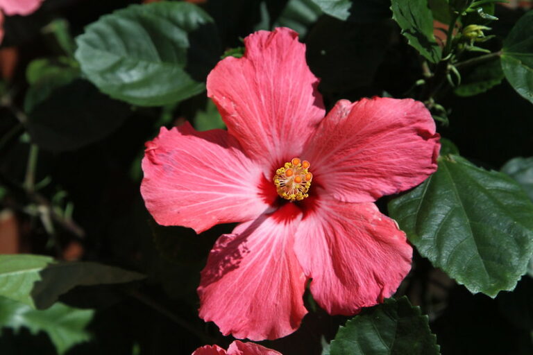 hibiscus flower
