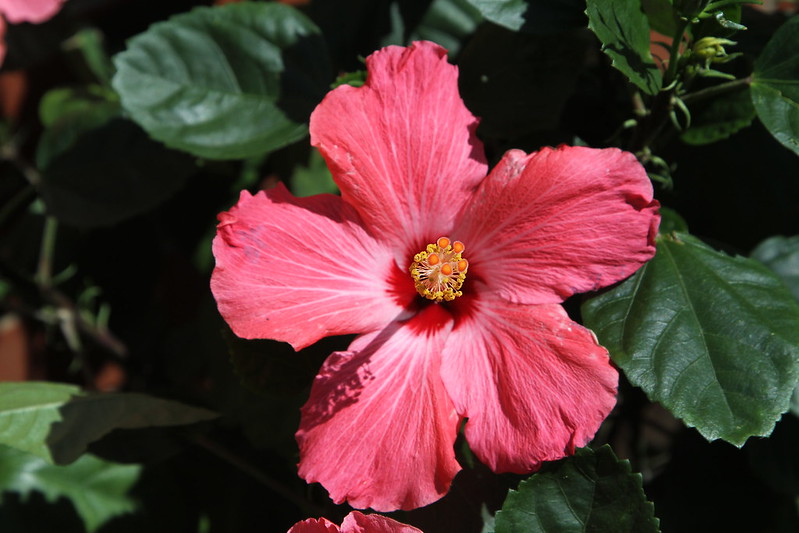 hibiscus flower