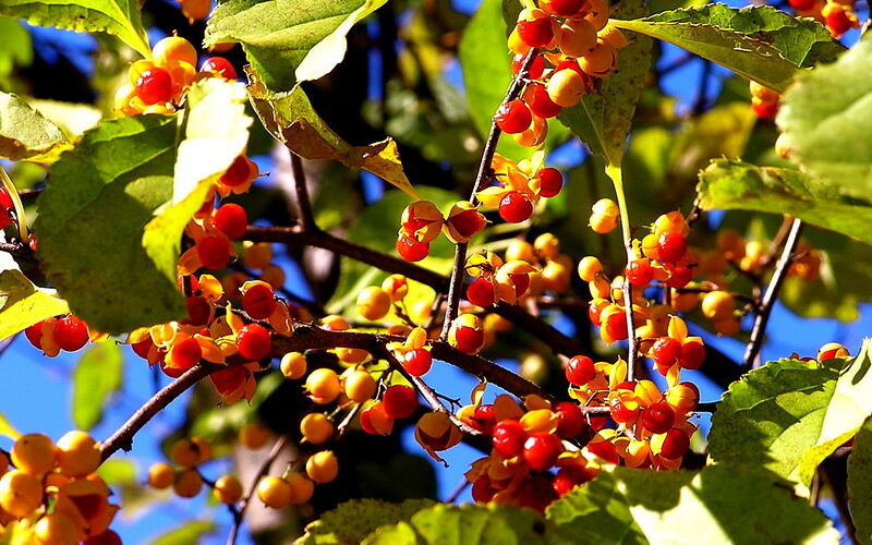 Cotoneaster (Cotoneaster spp.)