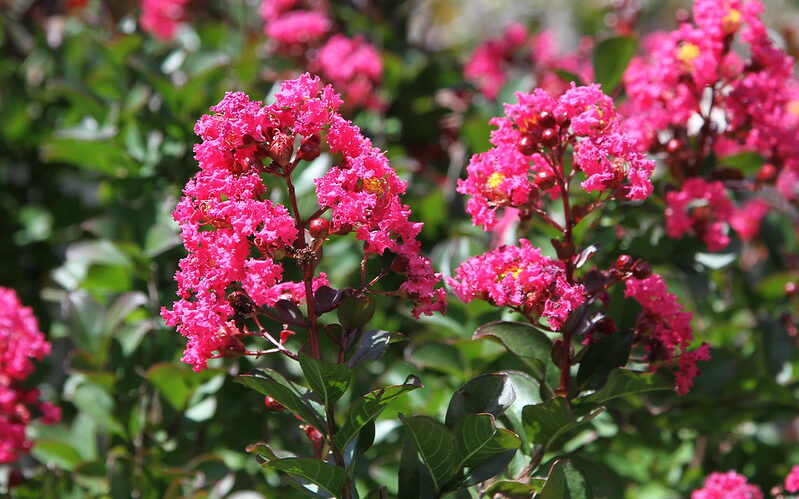 Pink Velour Crepe Myrtle Tree