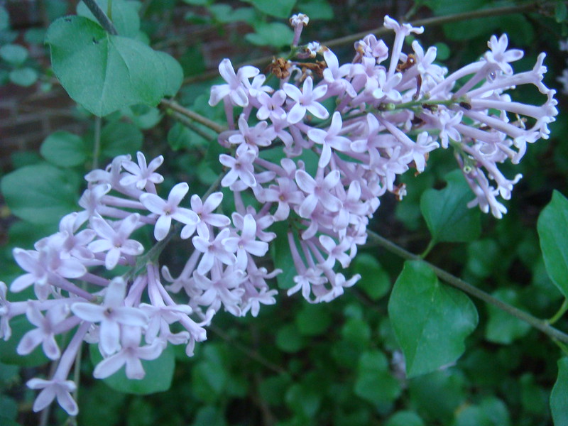 French Lilac (Syringa vulgaris)