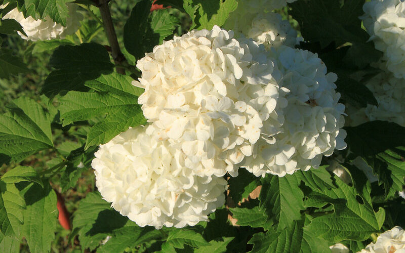 Snowball Bush Viburnum (Viburnum x carlcephalum)