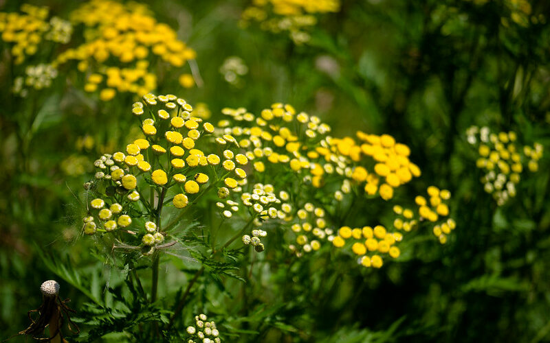 Common tansy