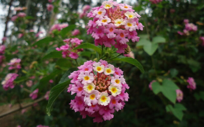 Bigleaf Lantana (Lantana camara)