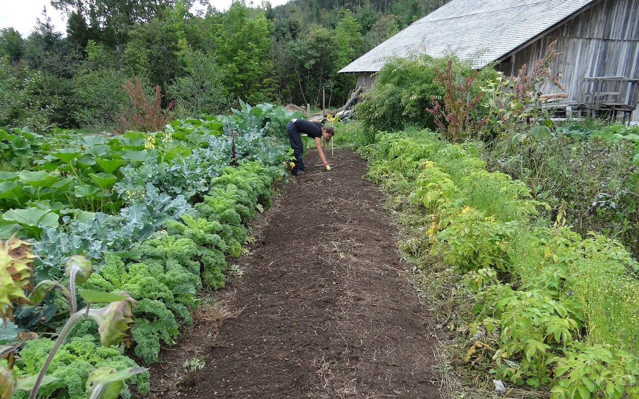 Planting permaculture vegetable garden