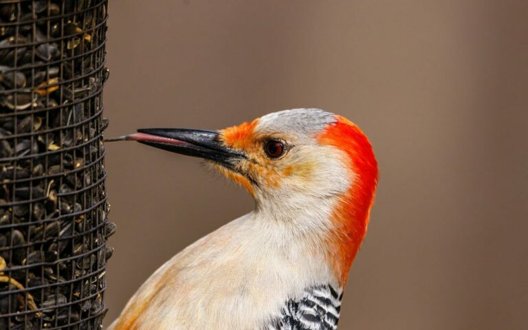 bird using birdfeeder