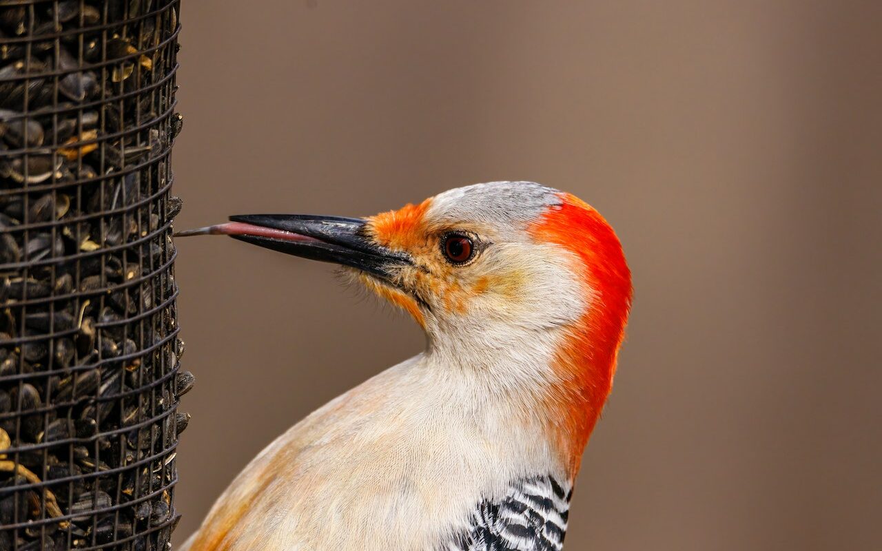 bird using birdfeeder