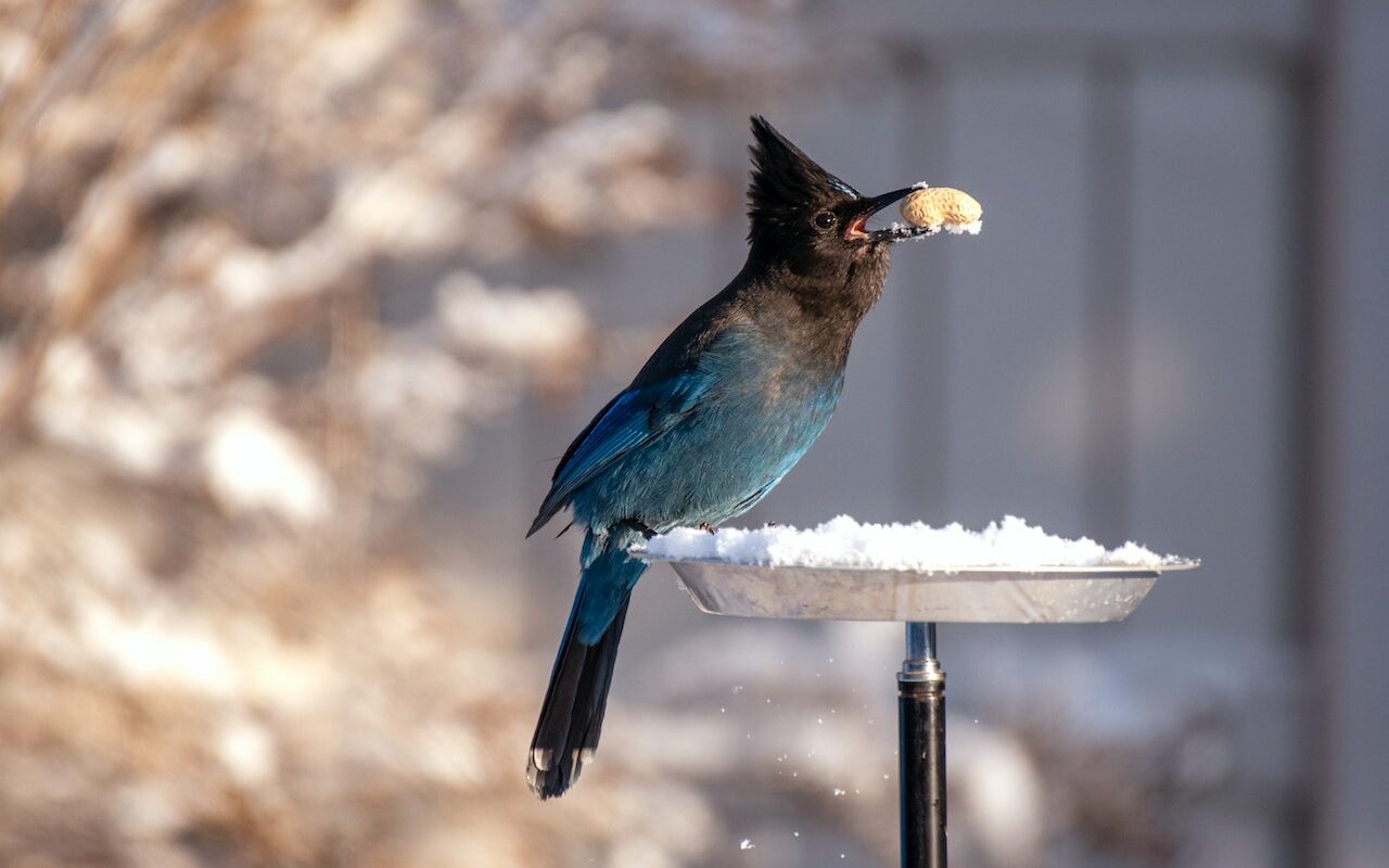 bird feeding in winter