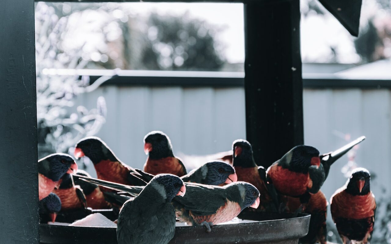 many birds feeding