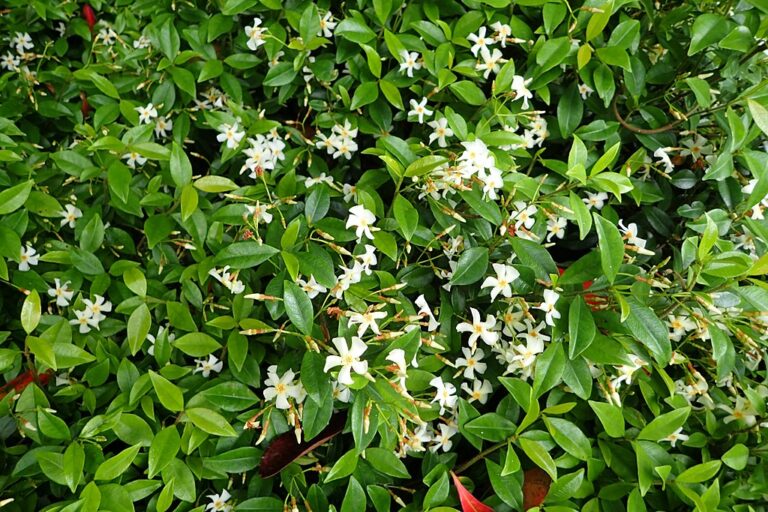 Asiatic jasmine. Trachelospermum asiaticum