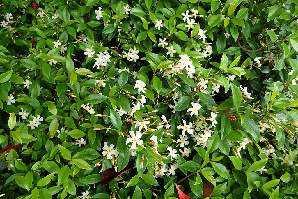 Asiatic jasmine. Trachelospermum asiaticum
