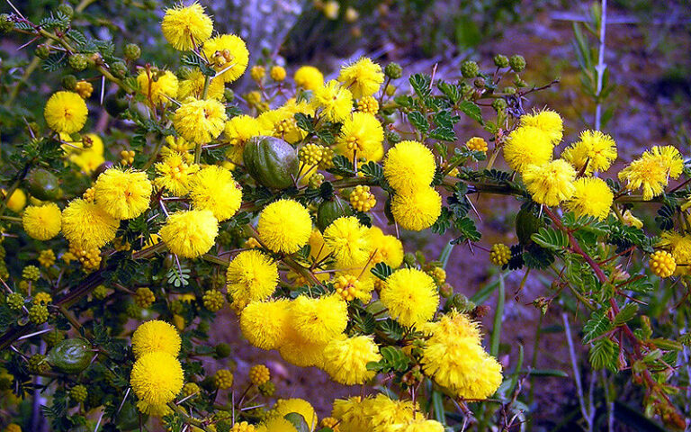 Wattle (Acacia spp.)