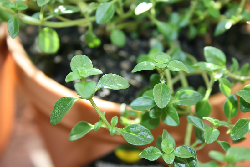 Common Sage (Salvia officinalis)