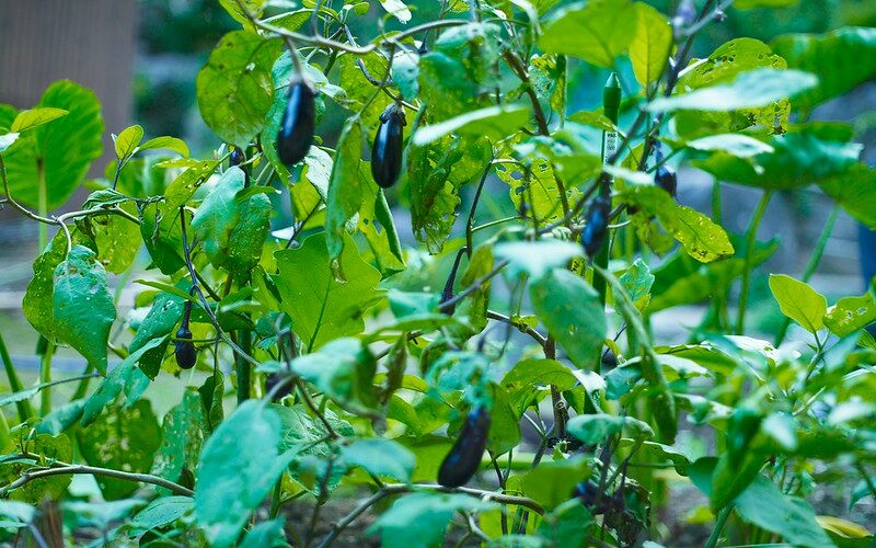 Eggplant