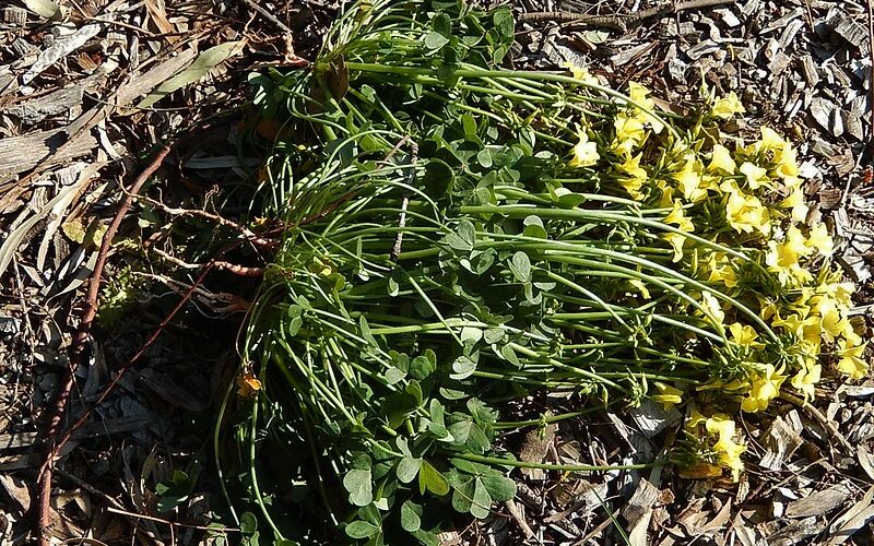 uprooted weed: soursobs