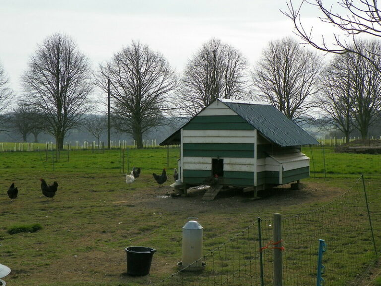 Chicken coop