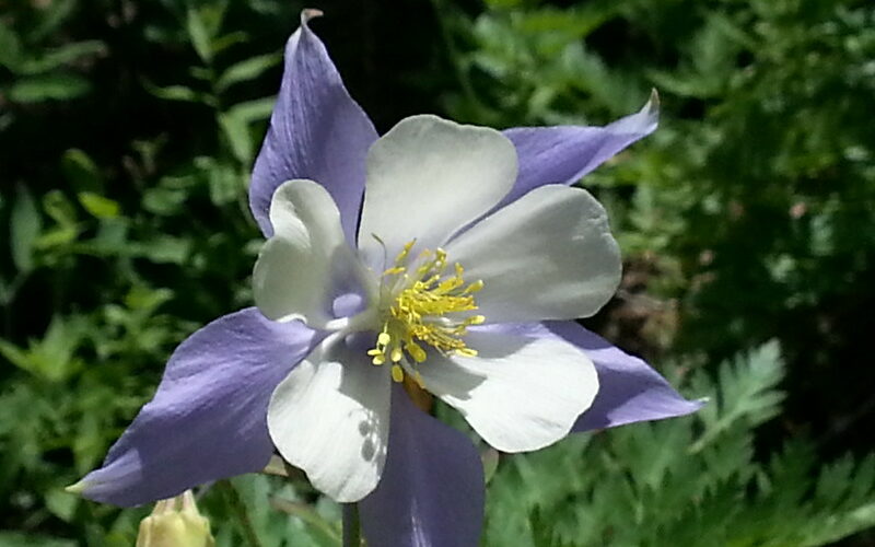 Columbine (Aquilegia spp.)