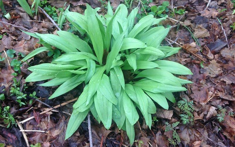Ramps/Wild Leeks (Allium tricoccum)