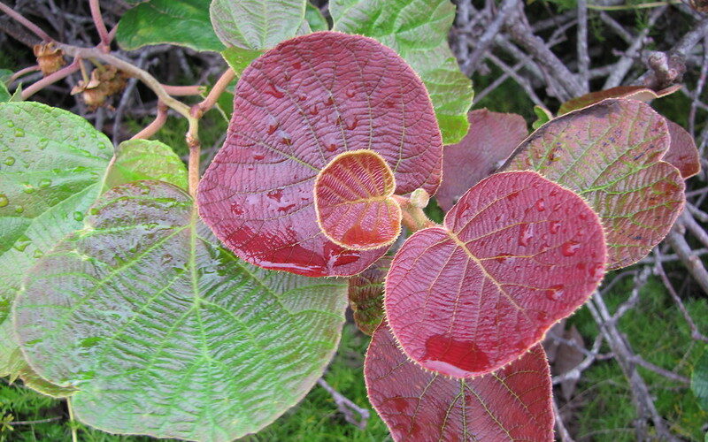 Kiwifruit/Chinese Gooseberry (Actinidia deliciosa)