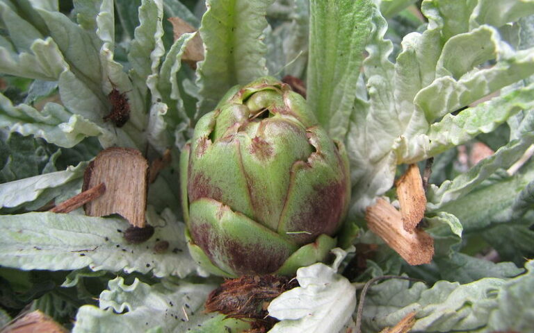 Improved Green Globe Artichoke (Cynara scolymus)