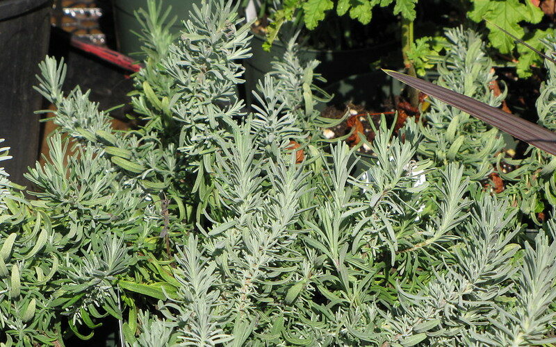 Munstead Lavender (Lavandula angustifolia)